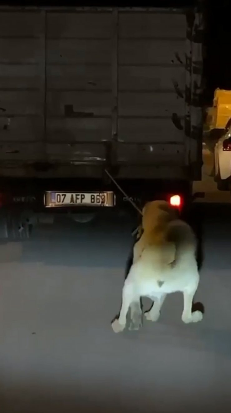 Vicdansız sürücü