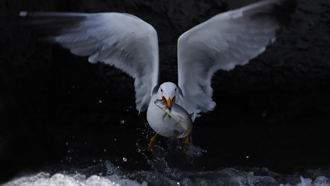 İnci kefalinin göçü başladı