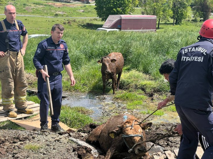 Bataklıkta mahsur kalan danaları itfaiye kurtardı