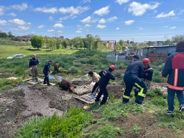 Bataklıkta mahsur kalan danaları itfaiye kurtardı