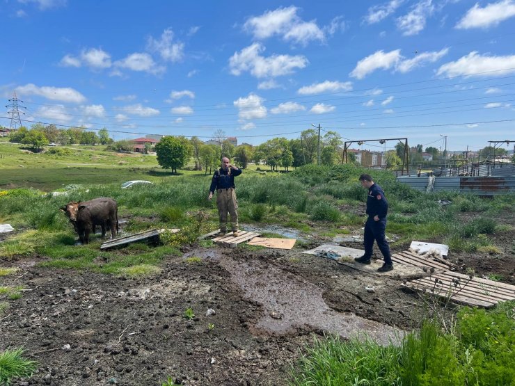 Bataklıkta mahsur kalan danaları itfaiye kurtardı