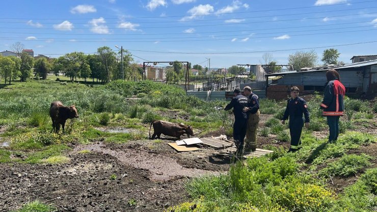 Bataklıkta mahsur kalan danaları itfaiye kurtardı