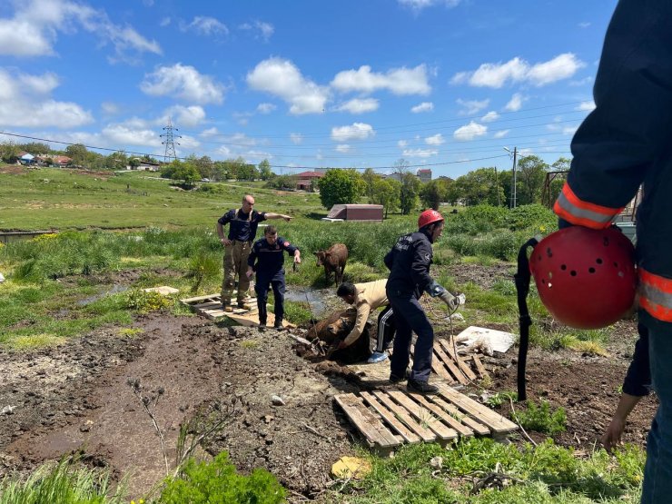 Bataklıkta mahsur kalan danaları itfaiye kurtardı