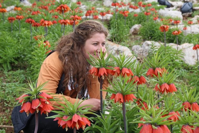 Ters laleler doğaya renk kattı