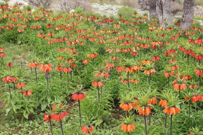 Ters laleler doğaya renk kattı