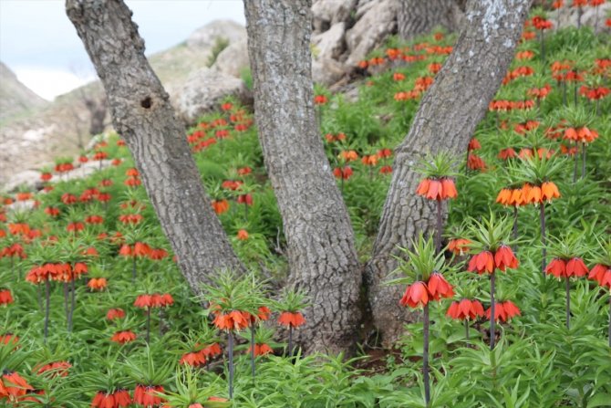 Ters laleler doğaya renk kattı