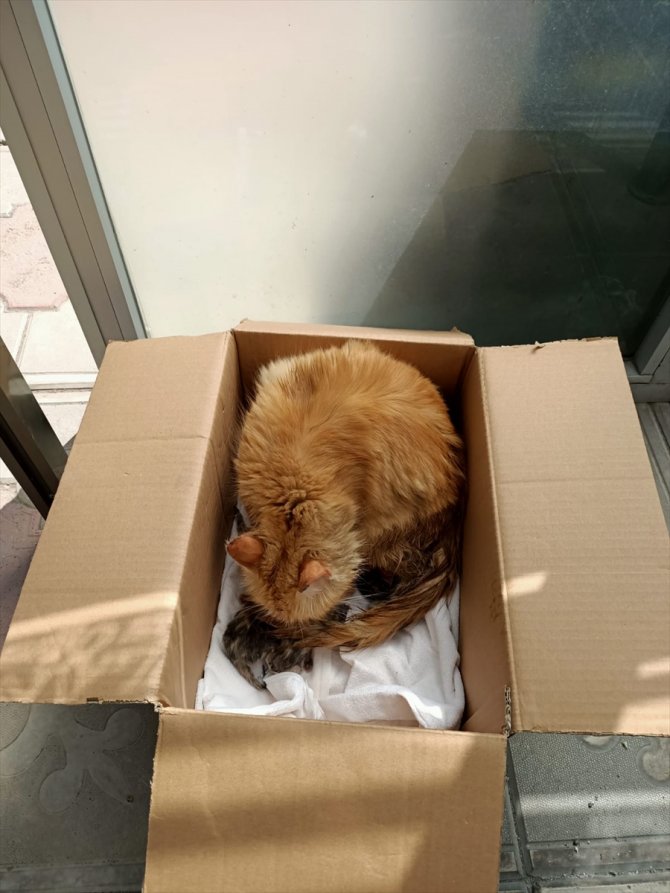 Kedi baza da mahsur kaldı