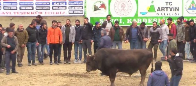 Boğayı aralarına alarak şampiyonluğu kutlamak isterken şampiyon boğanın hışmına uğradılar