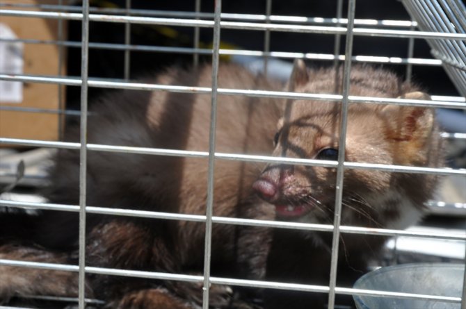 İş yerine giren sansar yakalanarak doğaya bırakıldı