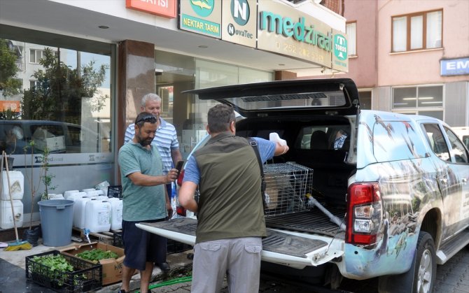 İş yerine giren sansar yakalanarak doğaya bırakıldı