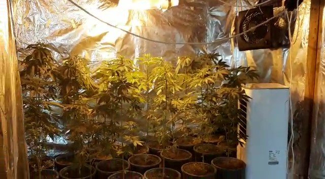 Gardırobunu kenevir bahçesine dönüştürmüş