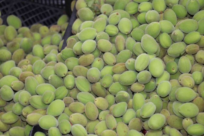 Kayısı çağlaları tezgahlardaki yerini aldı