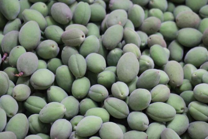 Kayısı çağlaları tezgahlardaki yerini aldı