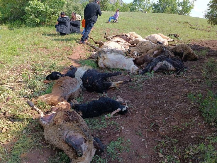 Merada otlayan sürünün üzerine yıldırım düştü; 53 küçükbaş hayvan öldü