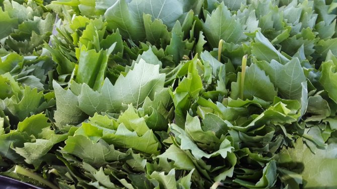 Meyvesinden önce yaprağı gelir kapısı oldu