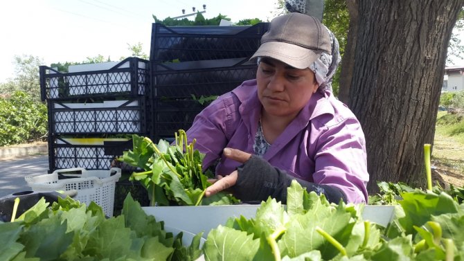 Meyvesinden önce yaprağı gelir kapısı oldu