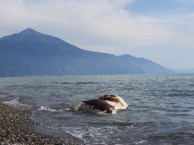 Sahile vurmuş ölü inek şaşkına çevirdi