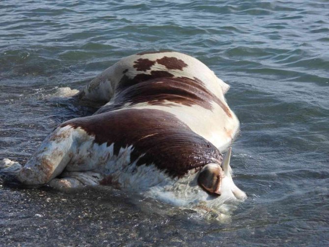 Sahile vurmuş ölü inek şaşkına çevirdi