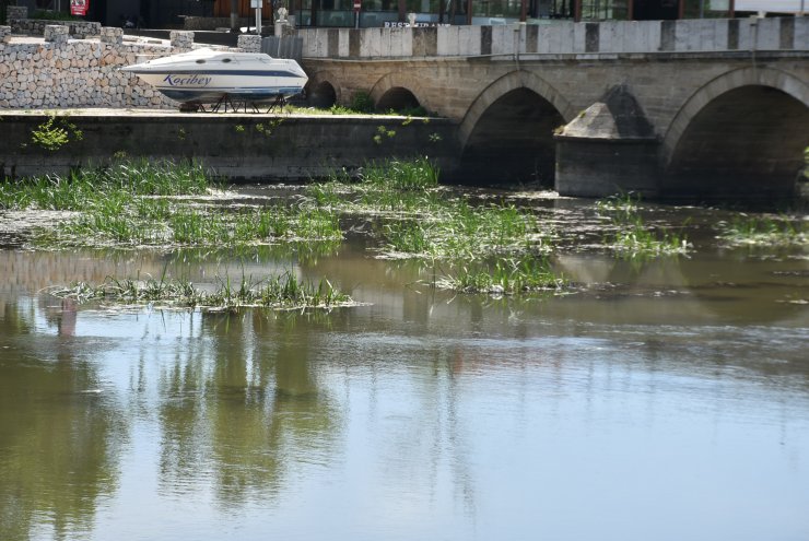 Debisi düşen Tunca Nehri otla kaplandı