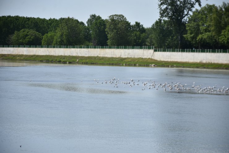 Debisi düşen Tunca Nehri otla kaplandı