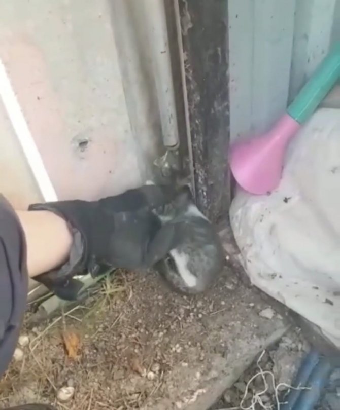 İki duvar arasına sıkışan kediyi itfaiye kurtardı