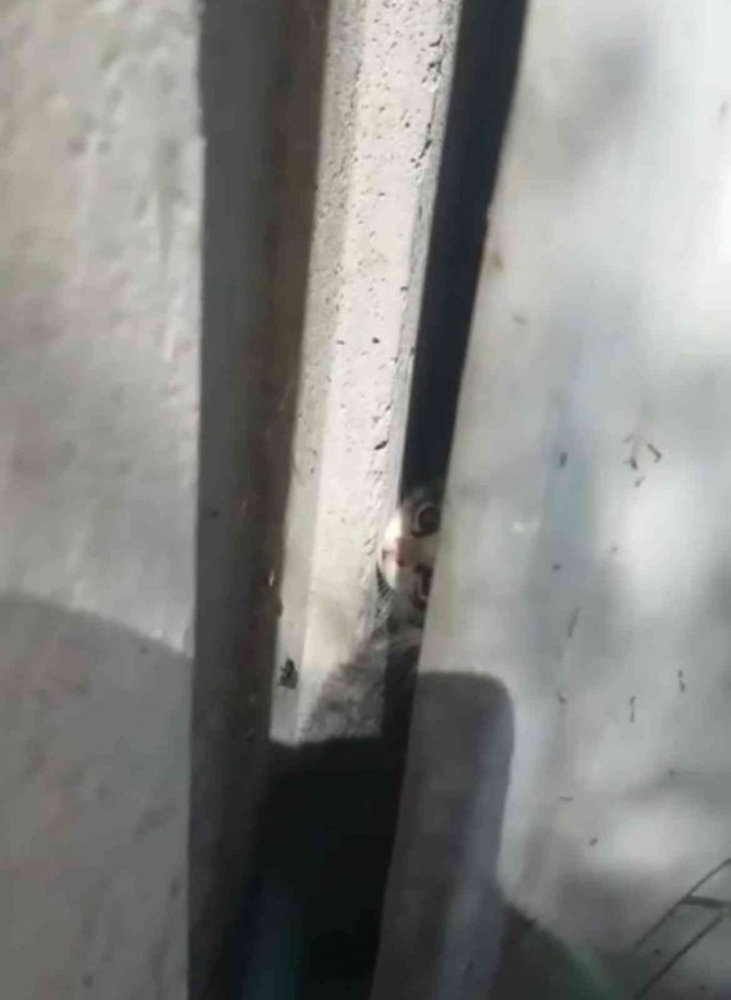 İki duvar arasına sıkışan kediyi itfaiye kurtardı