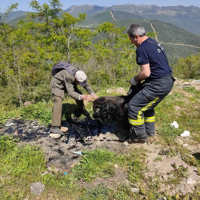 Zifte yapışan keçiyi itfaiye ekibi kurtardı