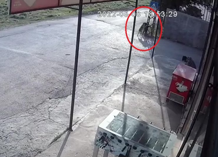 Köpekten kaçmaya çalışırken düşüp yaralandı