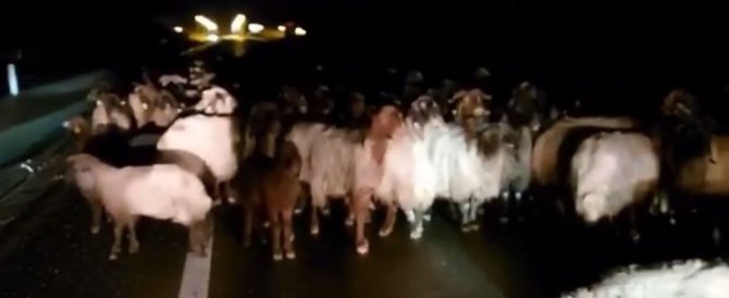 Otomobil koyun sürüsüne daldı: 50 koyun telef oldu