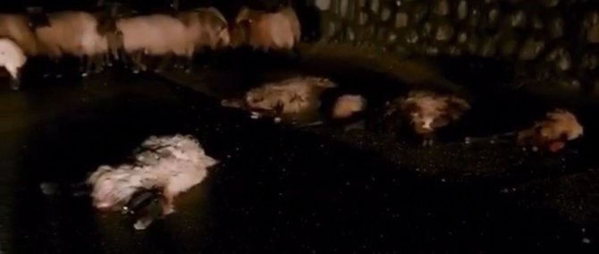 Otomobil koyun sürüsüne daldı: 50 koyun telef oldu