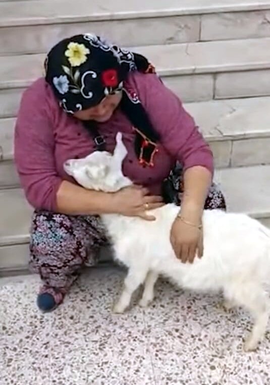 Polis, 2 çocuğa kuzu sevinci yaşattı