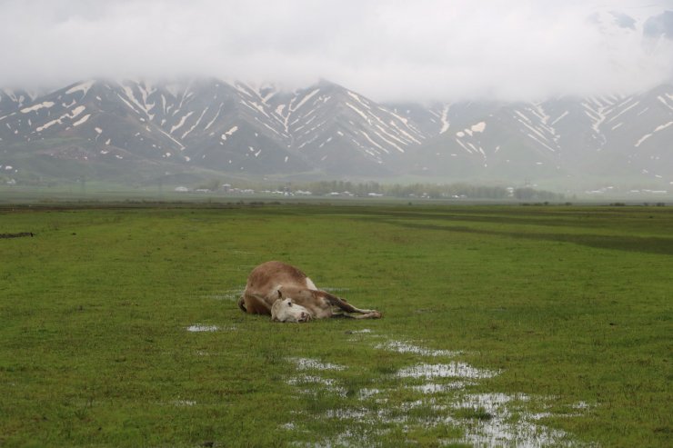 Tek geçim kaynağı ineği öldü, büyük üzüntü yaşadı