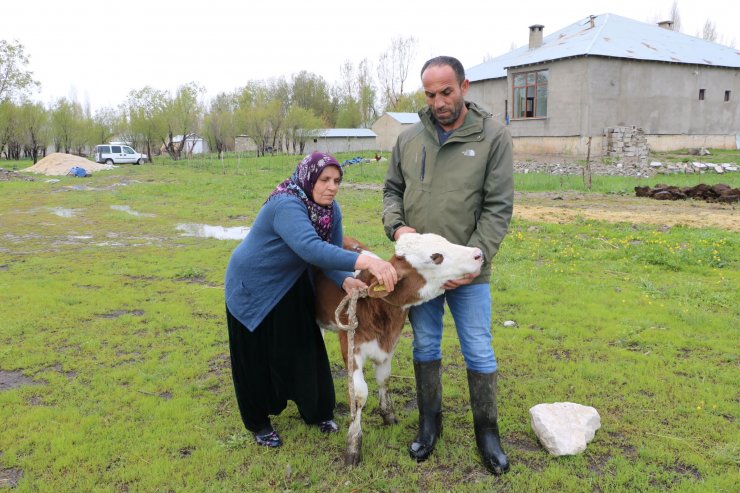 Tek geçim kaynağı ineği öldü, büyük üzüntü yaşadı