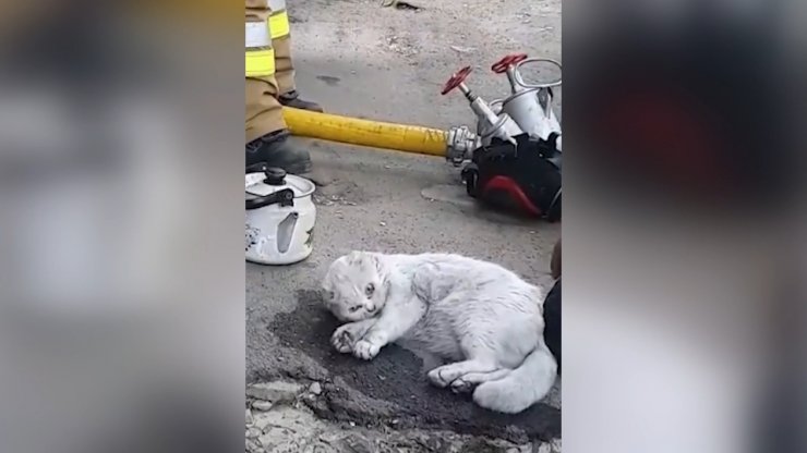 Yanan bir apartmanda bulunan kedi, hayata böyle döndürüldü