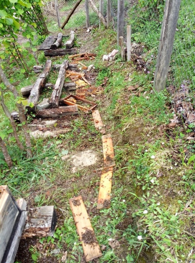 Ayılar, evin yanındaki arı kovanlarını parçaladı