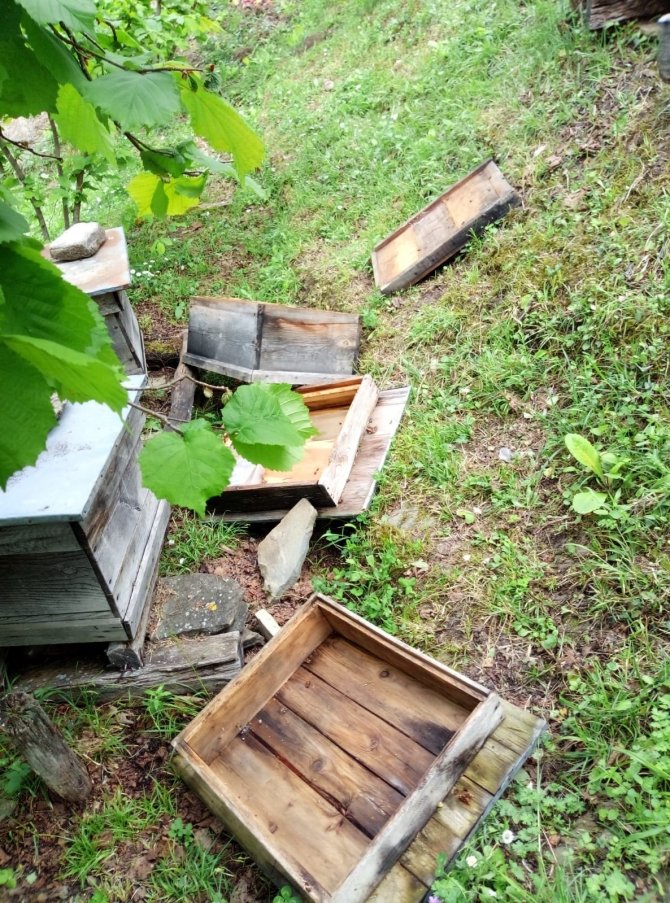 Ayılar, evin yanındaki arı kovanlarını parçaladı