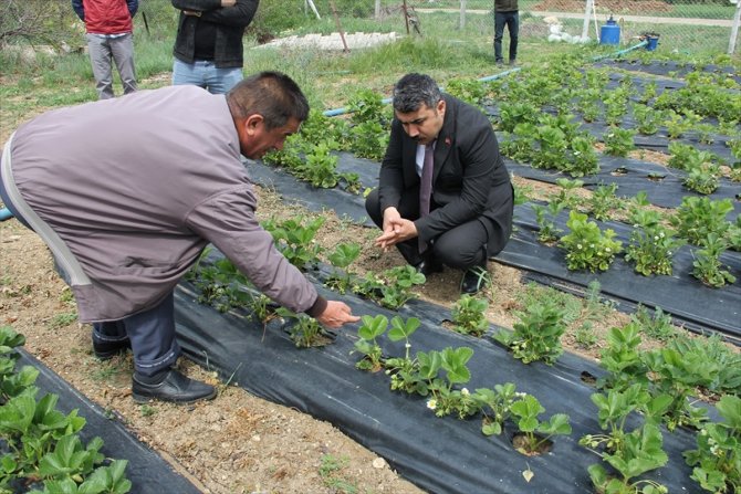 Kaymakam Yazıcı, tarım üreticilerini ziyaret etti
