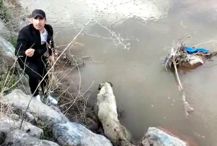 Erzincan'da dereye düşen köpeği belediye ekipleri kurtardı