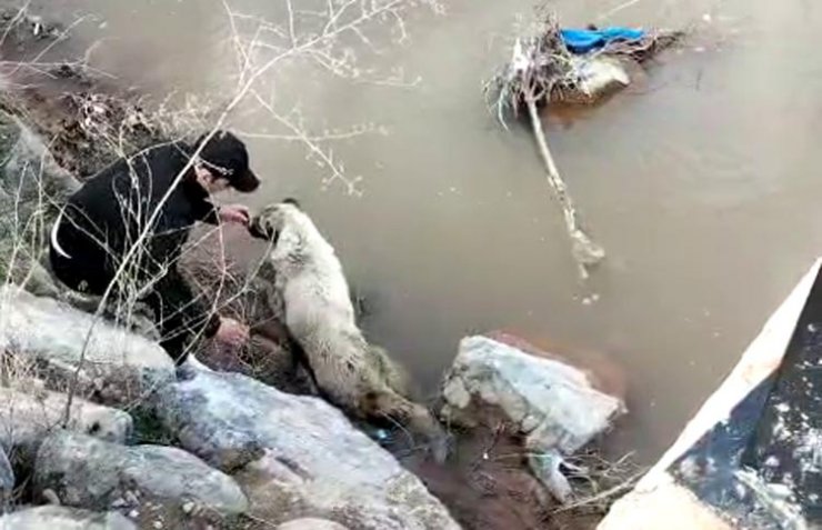 Erzincan'da dereye düşen köpeği belediye ekipleri kurtardı