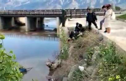 Erzincan'da dereye düşen köpeği belediye ekipleri kurtardı