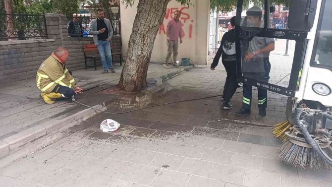 Kovuğuna atılan sigara izmaritinden ağaç tutuştu