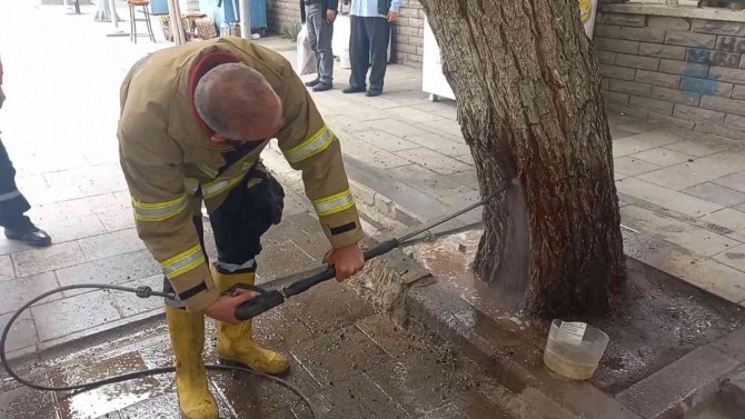 Kovuğuna atılan sigara izmaritinden ağaç tutuştu