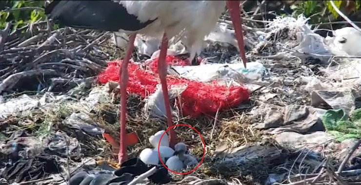 Yaren leyleğin ilk yavrusu yumurtadan çıktı