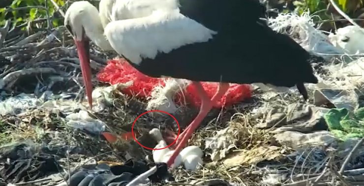 Yaren leyleğin ilk yavrusu yumurtadan çıktı