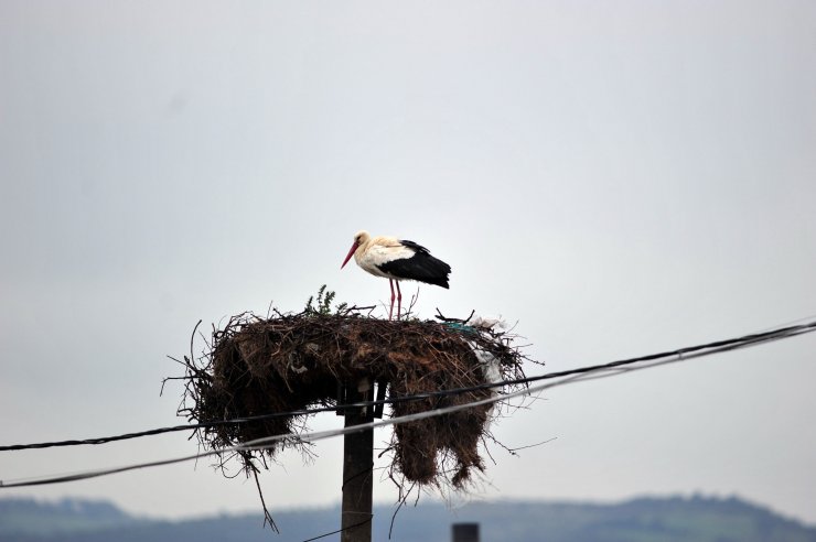 Yaren leyleğin ilk yavrusu yumurtadan çıktı