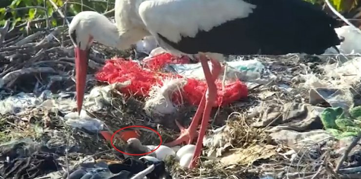 Yaren leyleğin ilk yavrusu yumurtadan çıktı