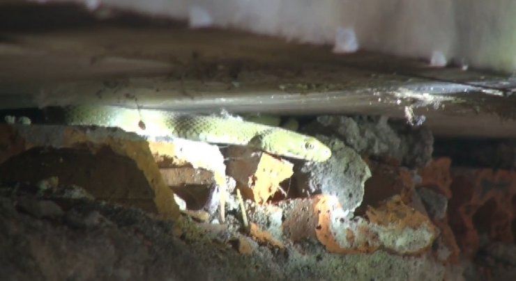 Yılan paniği; dumanla çıkarmaya çalıştılar