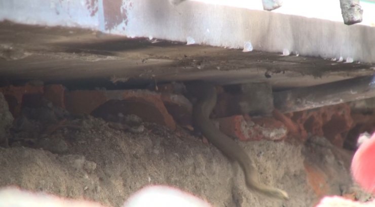 Yılan paniği; dumanla çıkarmaya çalıştılar