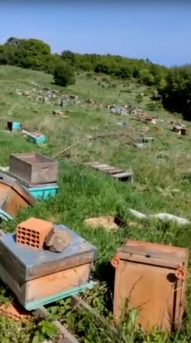 Kovanlara zarar verildi; 4 milyon arı öldü, ana arılar çalındı