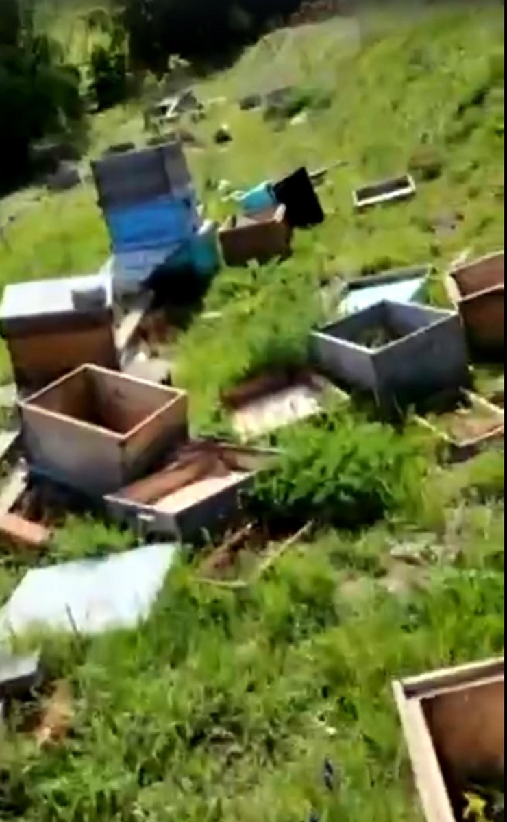 Kovanlara zarar verildi; 4 milyon arı öldü, ana arılar çalındı